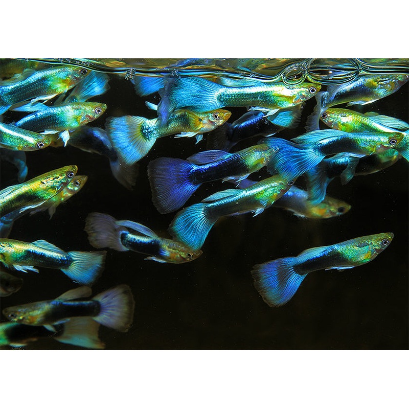 Guppy Male Neon Blue
