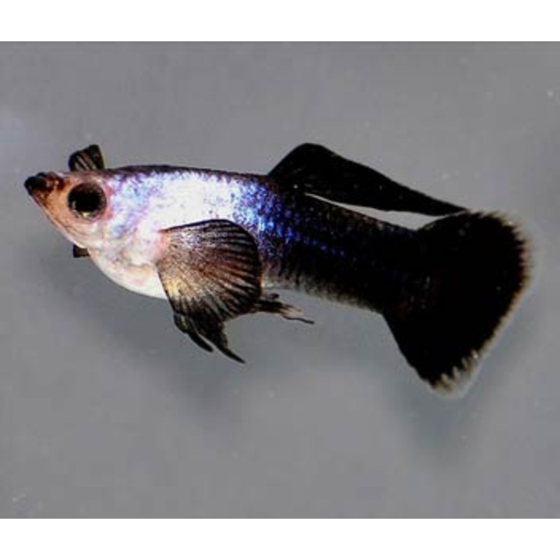 Guppy Panda -Male