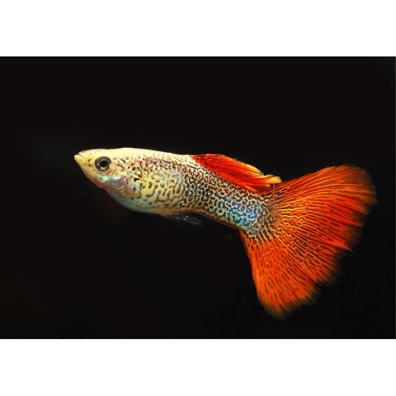 Guppy - Red Lace - Male