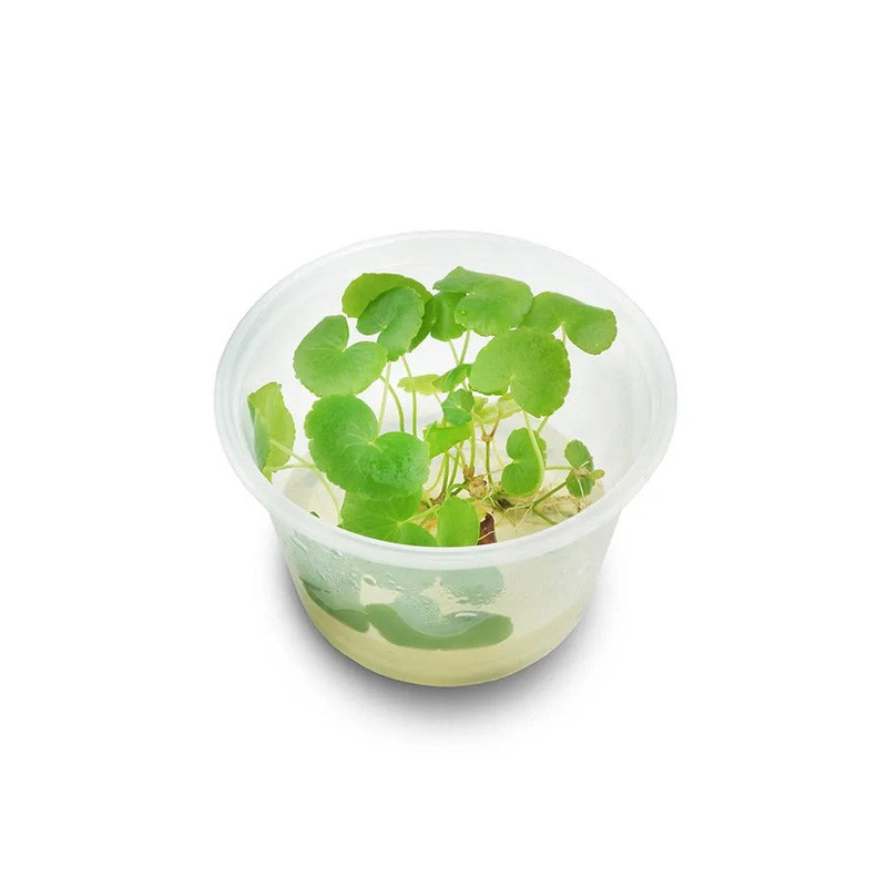 Hydrocotyle Leucocephala Tissue Culture