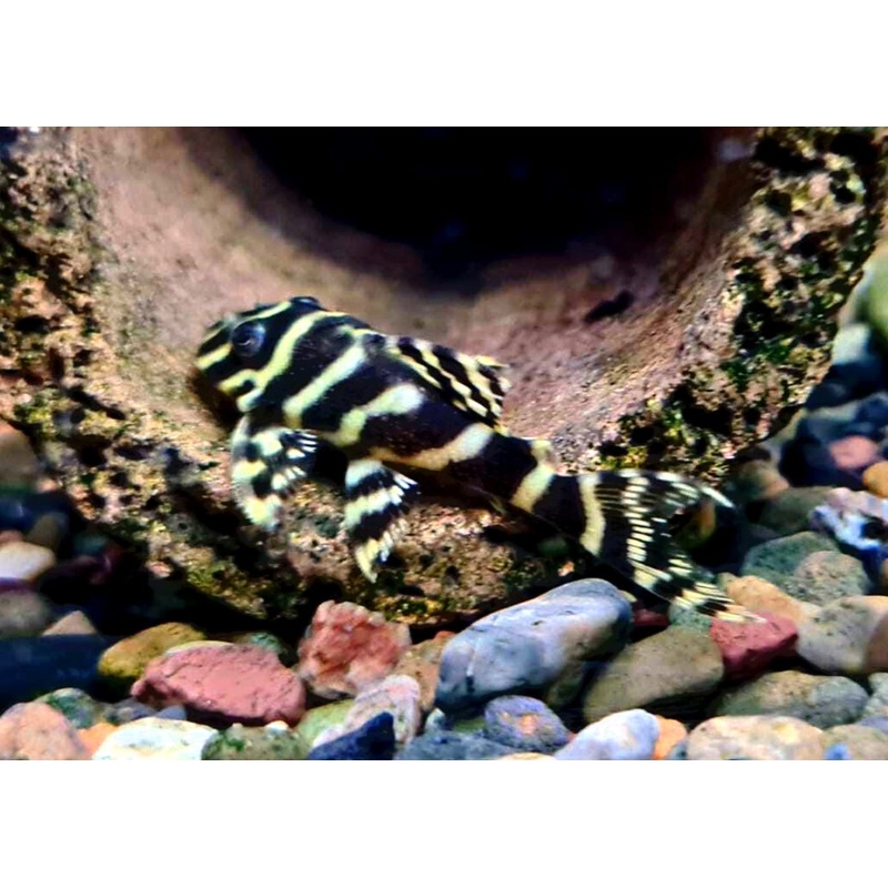 Hypancistrus Sp. L270 (Chocolate Zebra Pleco)