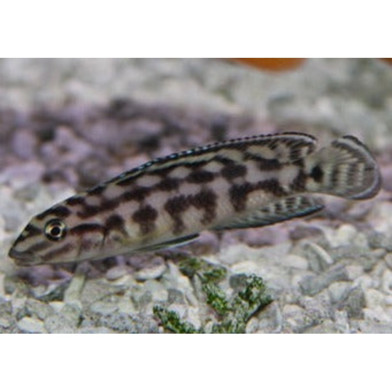 Julidochromis Marlieri