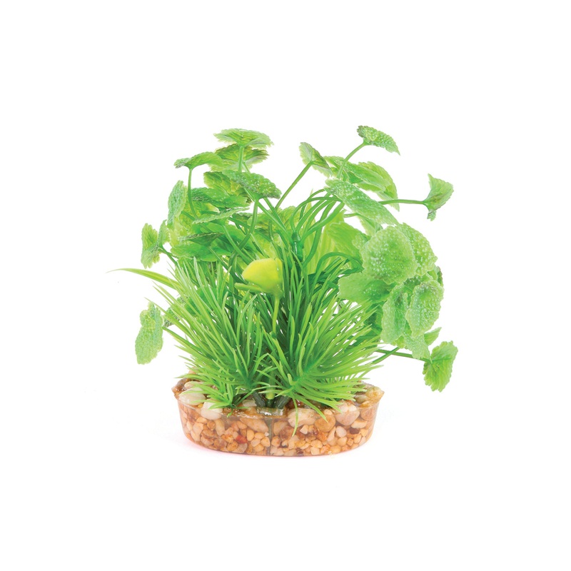 Kazoo Green With Assorted Leaf Combination Bush