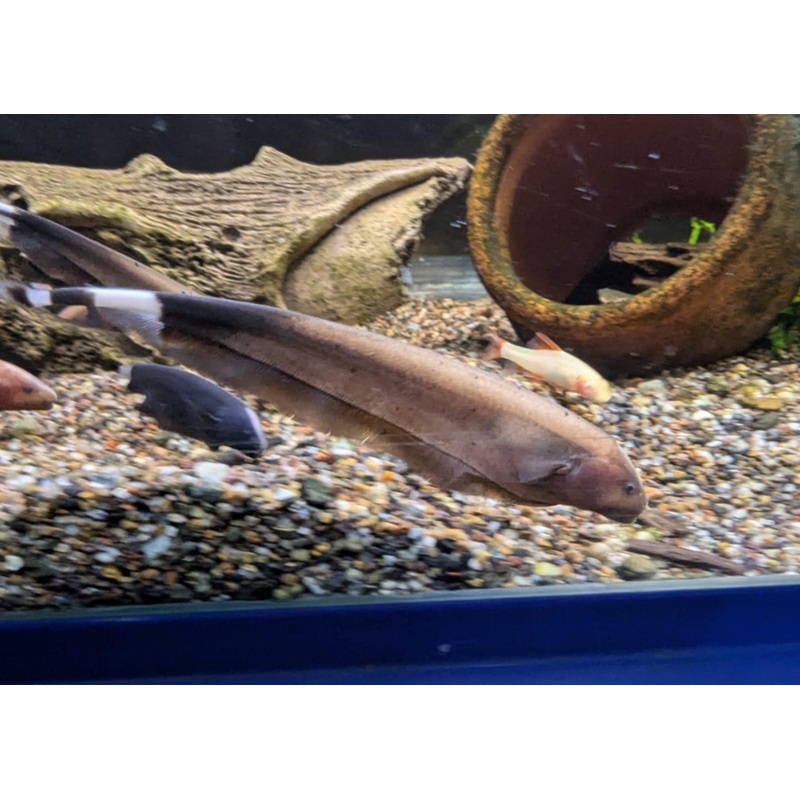Knife Fish - Golden Ghost
