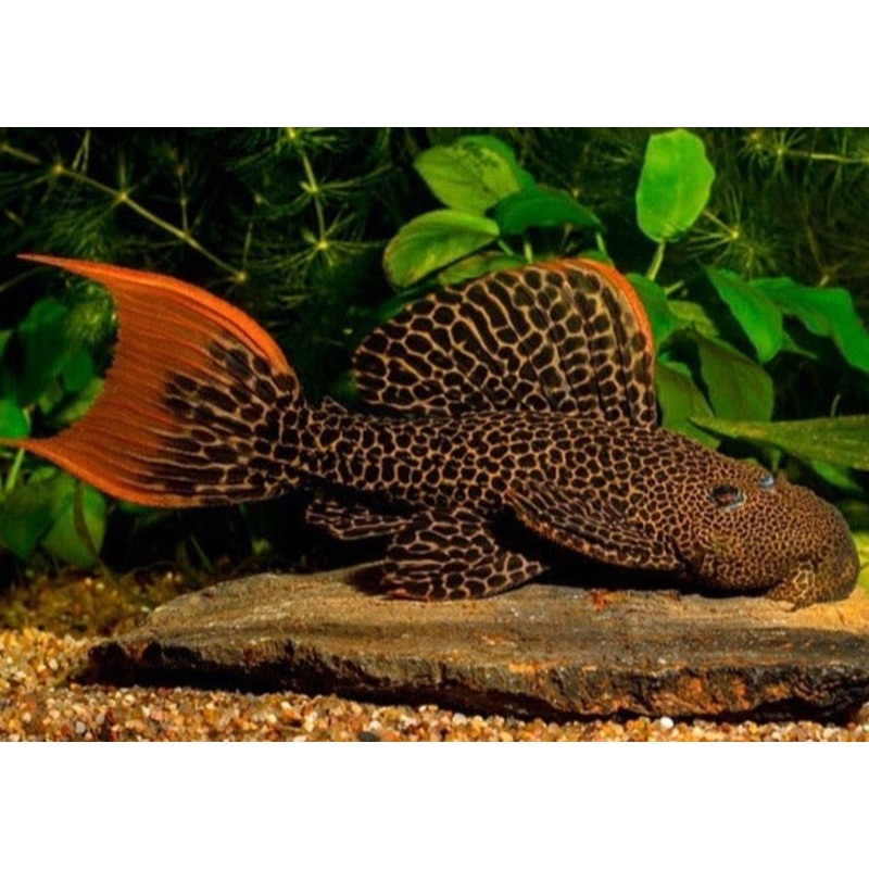 Leopard Cactus Pleco - L600