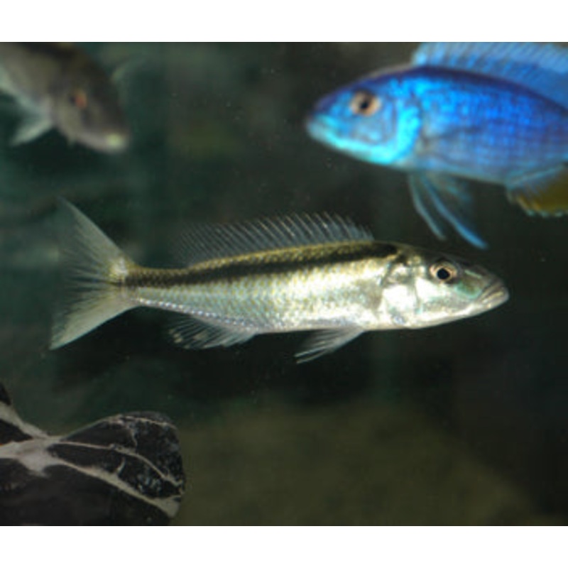 Malawi Trout - C. Caeruleus