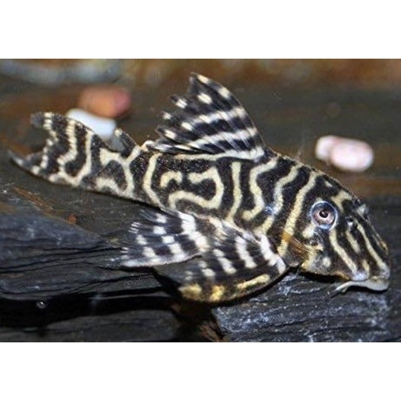 Mega Clown Pleco - L340