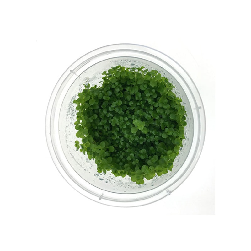 Micranthemum Monte Carlo Tissue Culture