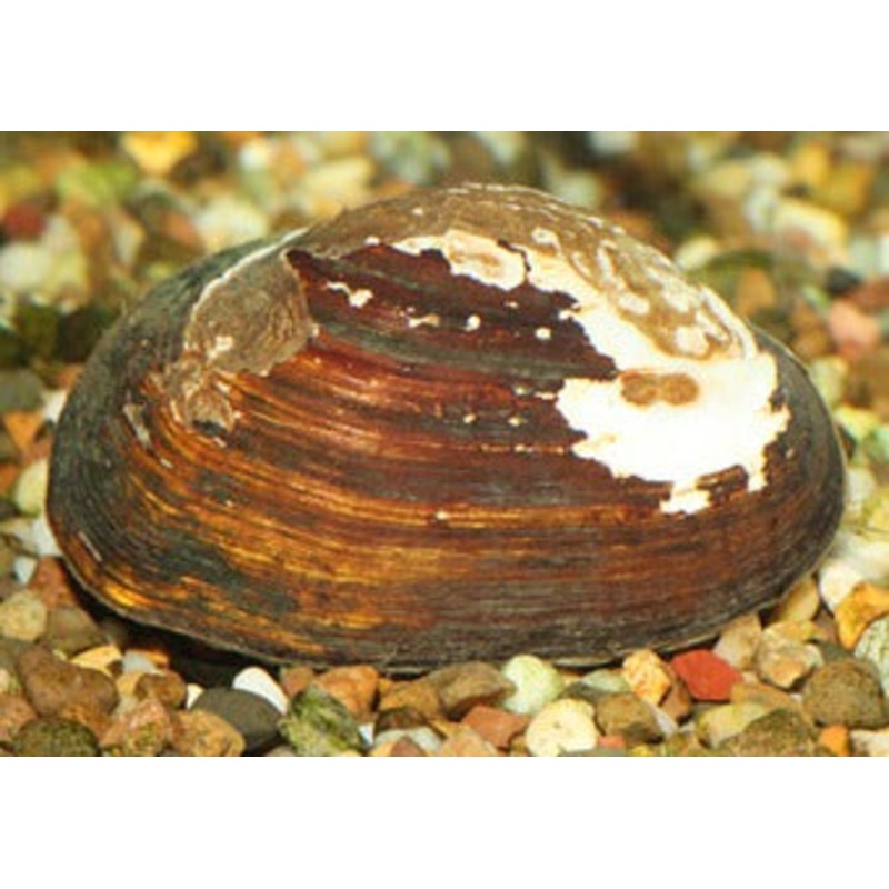Mussel Freshwater