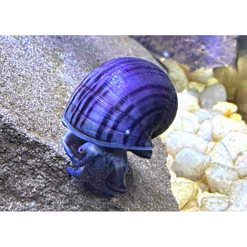 Mystery Snail - Purple