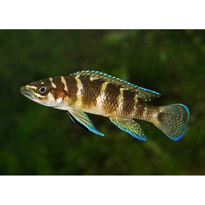 Neolamprologus Cylindricus
