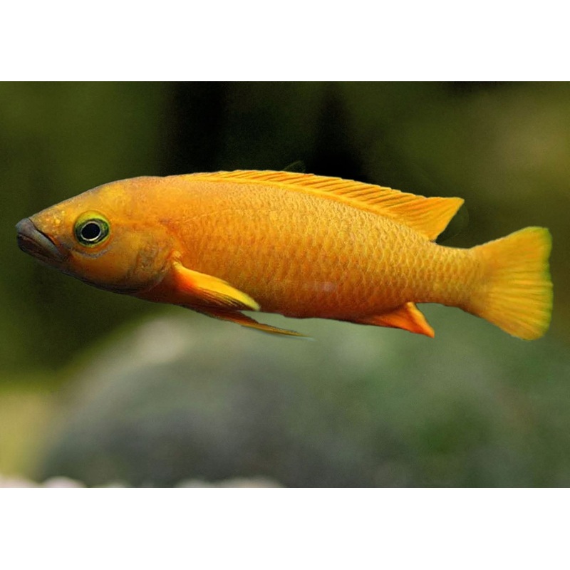 Neolamprologus Leleupi Orange