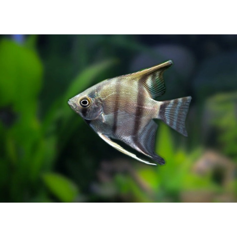 Peruvian Altum Angel