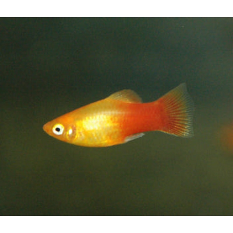 Platy Glowlight Sunset