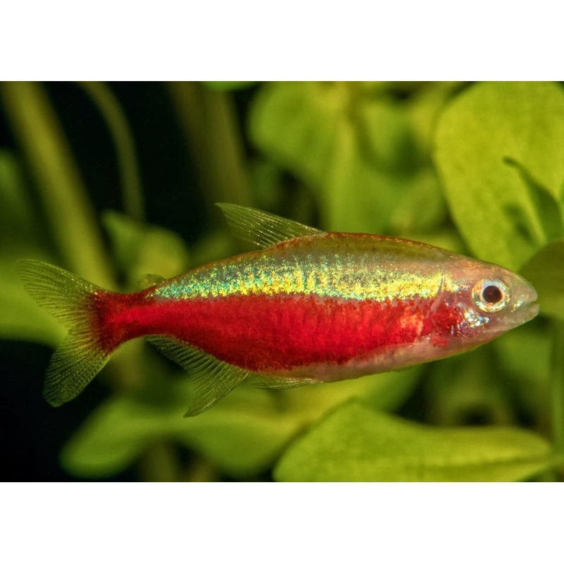 Tetra Cardinal - Gold