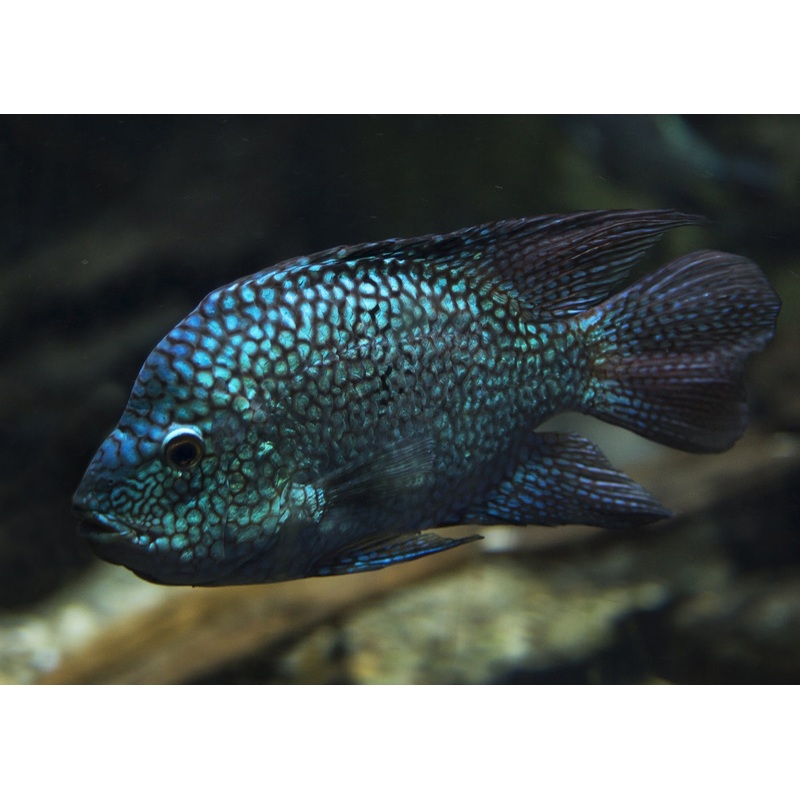 Texas Cichlid Super Green