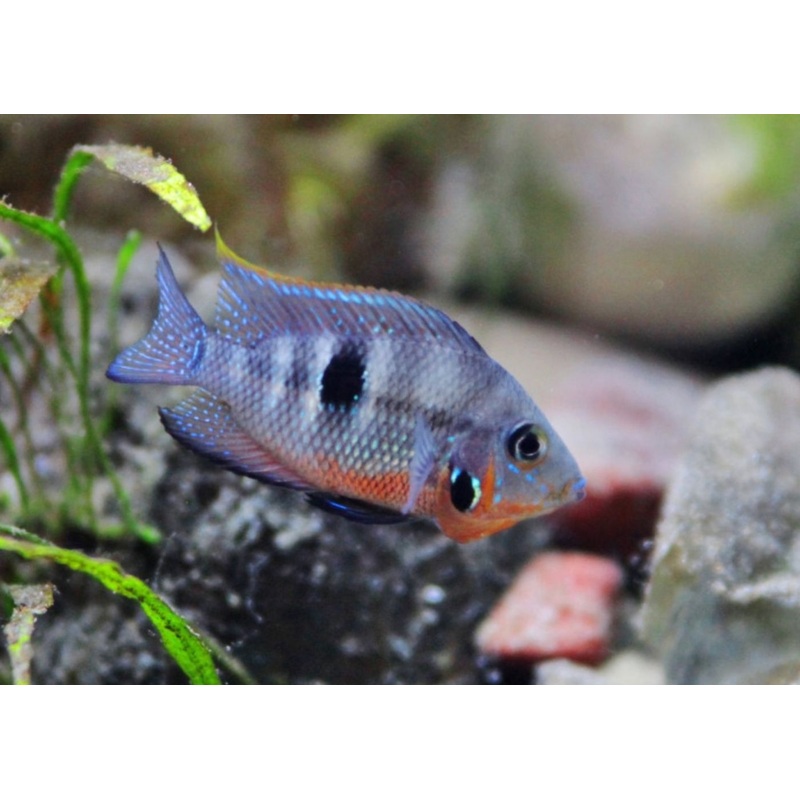 Thorichthys Ellioti