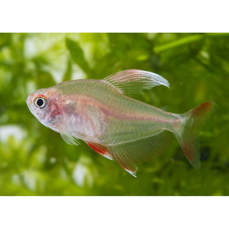 White Fin Rosy Tetra