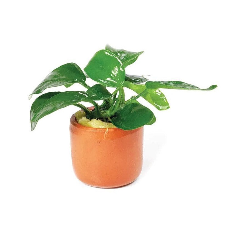 Anubias Nana in Terracotta Pot