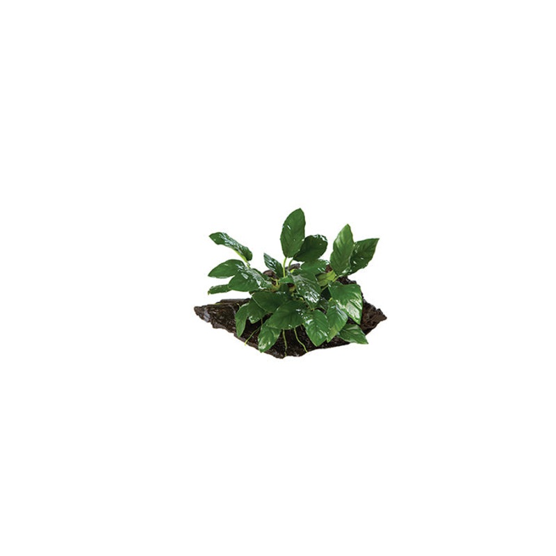 Anubias Paco Driftwood Creation