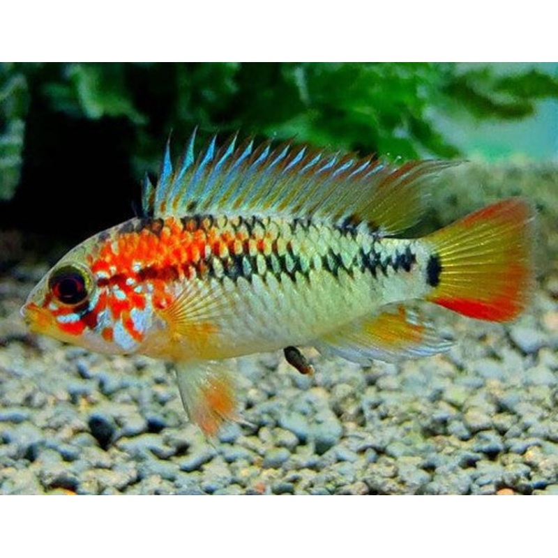 Apistogramma Macmasteri