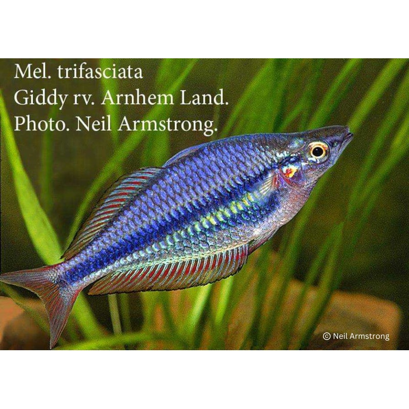 Banded Rainbowfish - Giddy River. M. Trifasciata