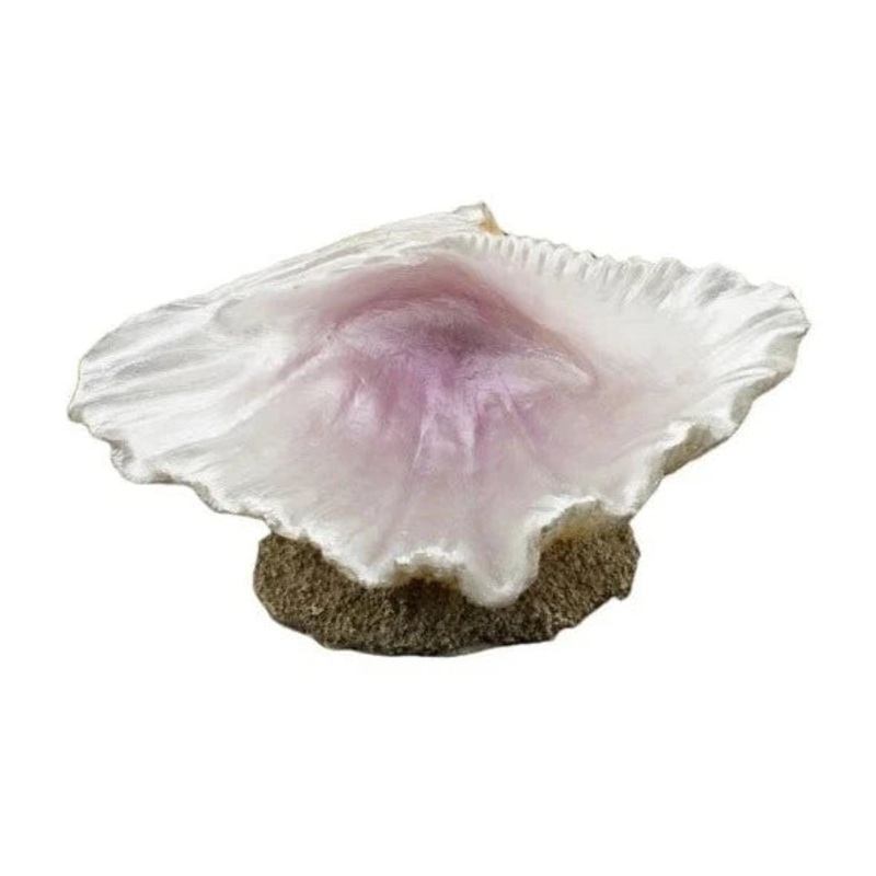 Bioscape Half Clam Shell