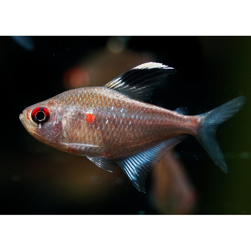 Bleeding Heart Tetra - Flameback