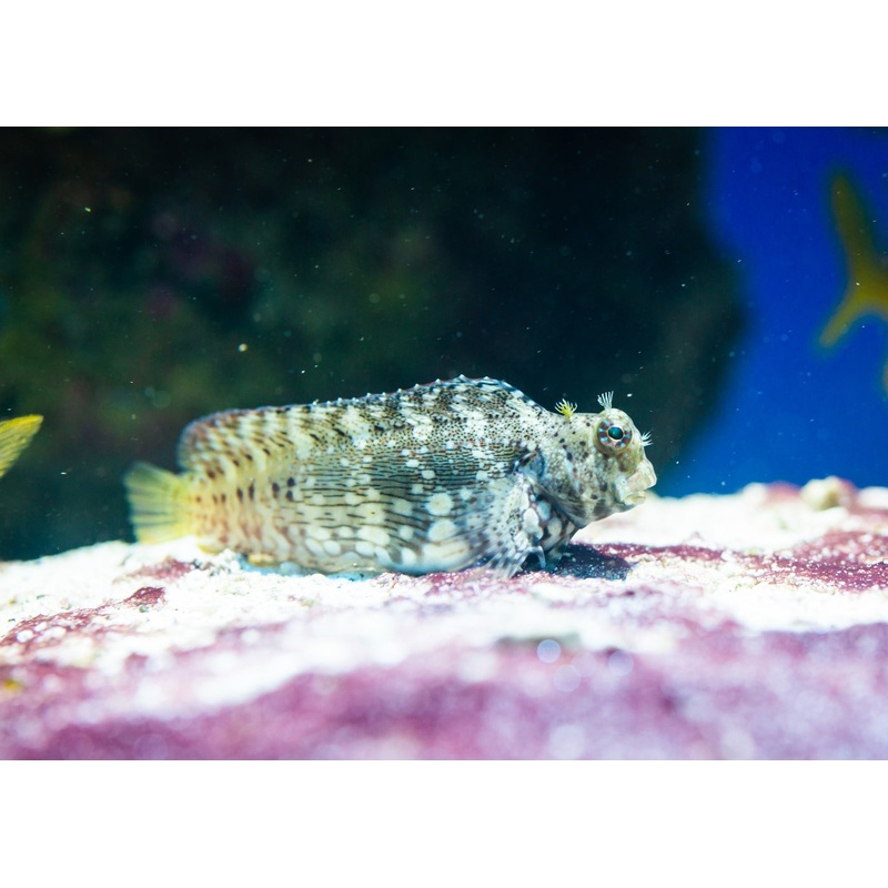 Blenny - Carpet / Lawnmower