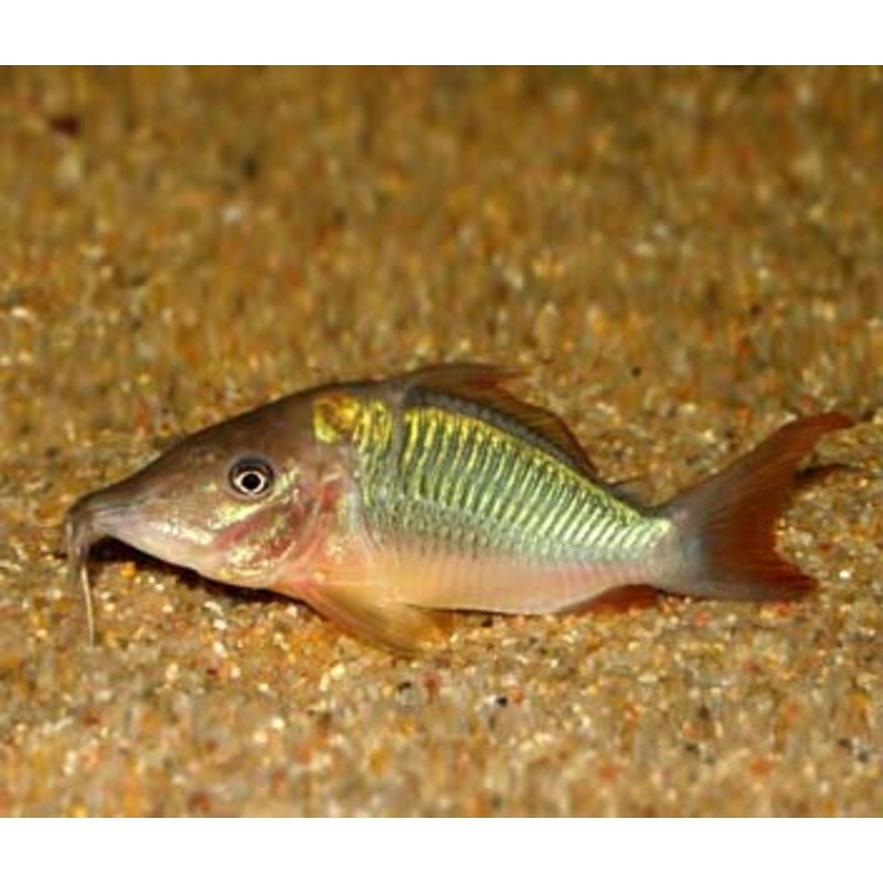 Brochis Multiradiatus