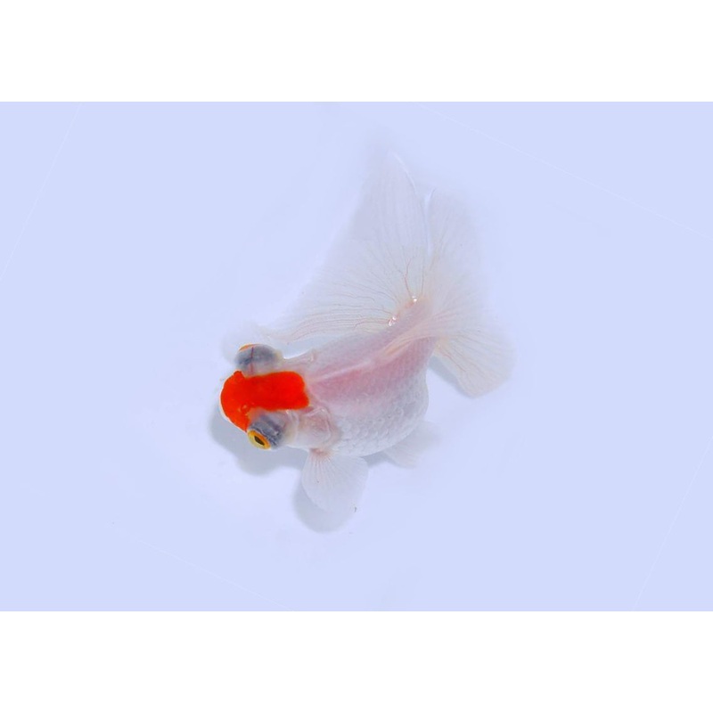 Butterfly Tail Goldfish