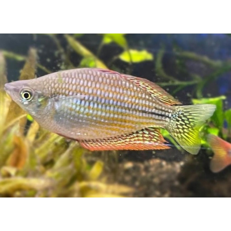 Chequered Rainbowfish - Flat Rock Creek - M. inornata