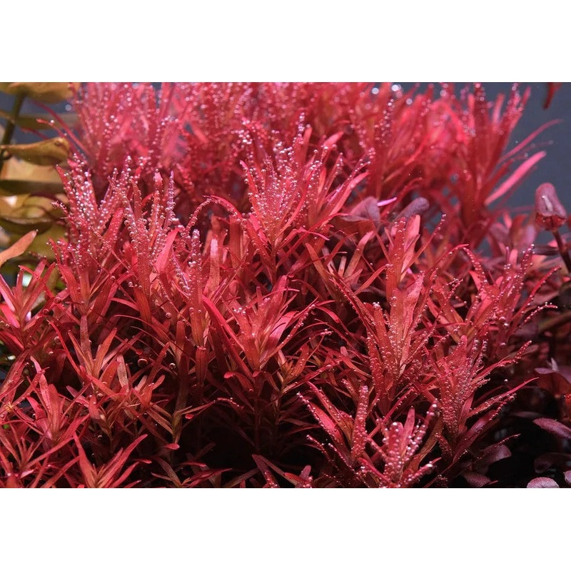 Colorata Rotala