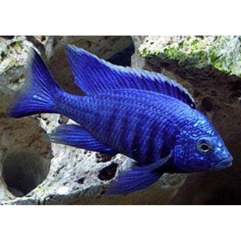 Copadichromis Azureus