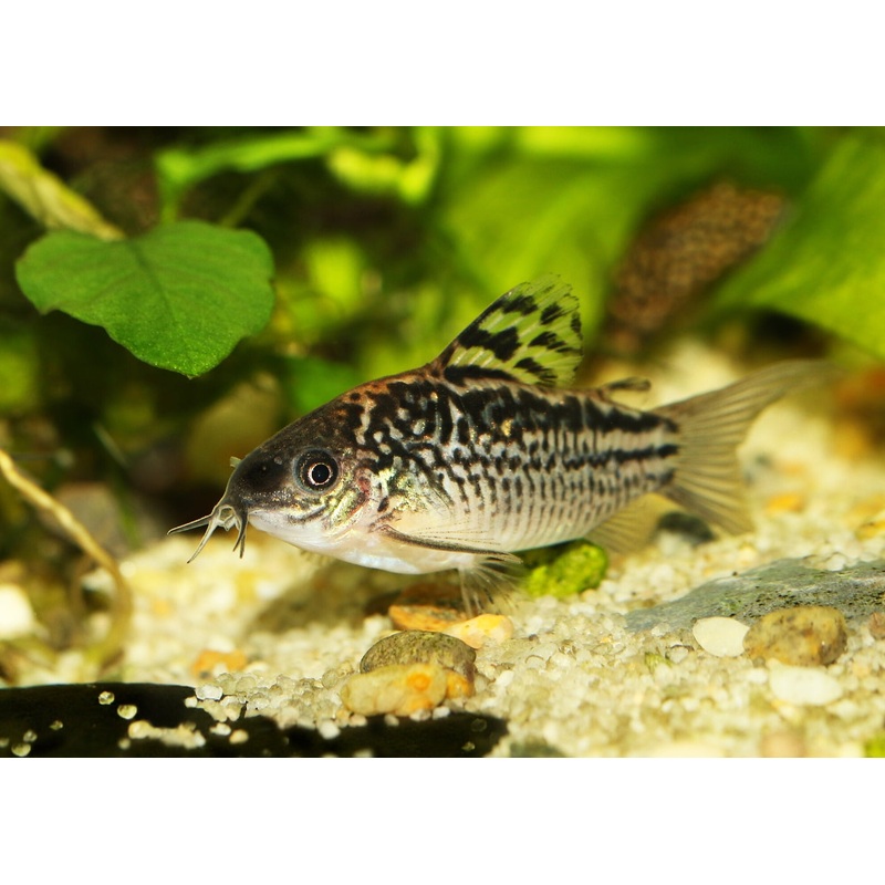 Corydoras - Elegans
