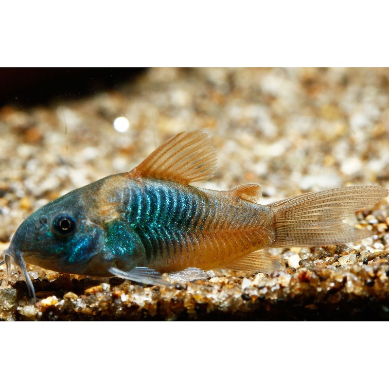 Corydoras orange Venezualus