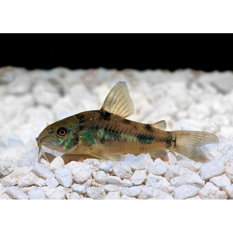 Corydoras - Peppered