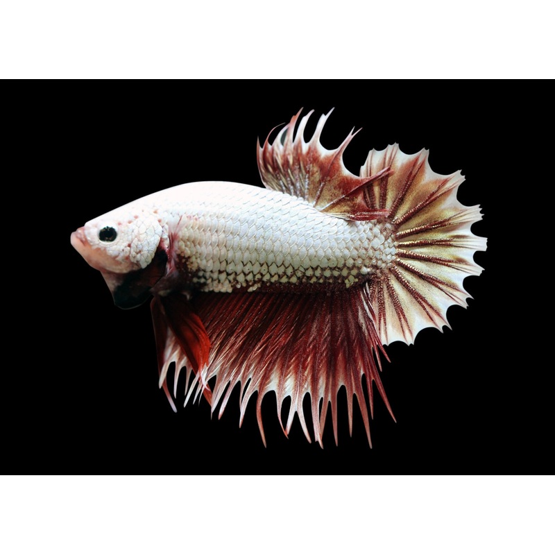 Crown Tail Plakat Fighter
