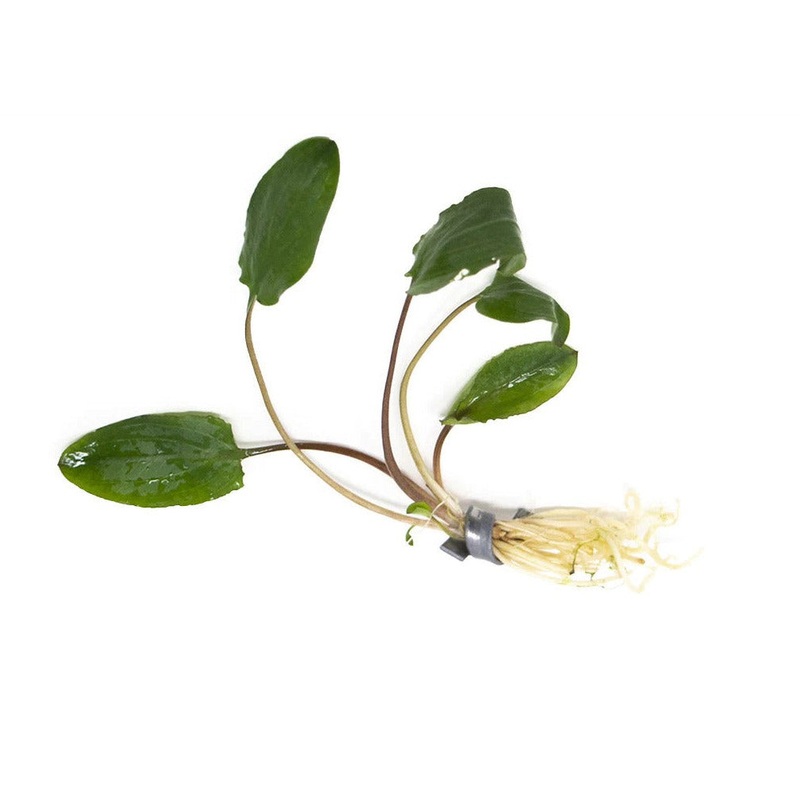 Cryptocoryne (Assorted)