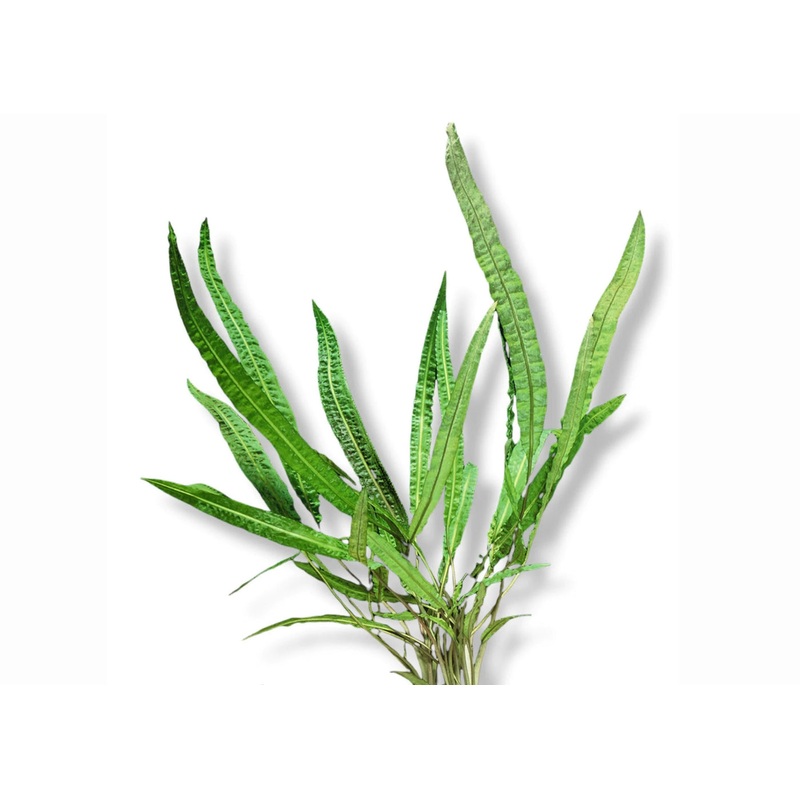 Cryptocoryne Balansae