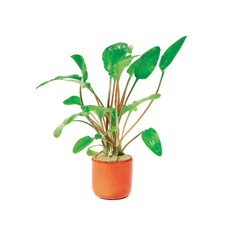 Cryptocoryne Brd Grn Wendtii in Terracotta Pot