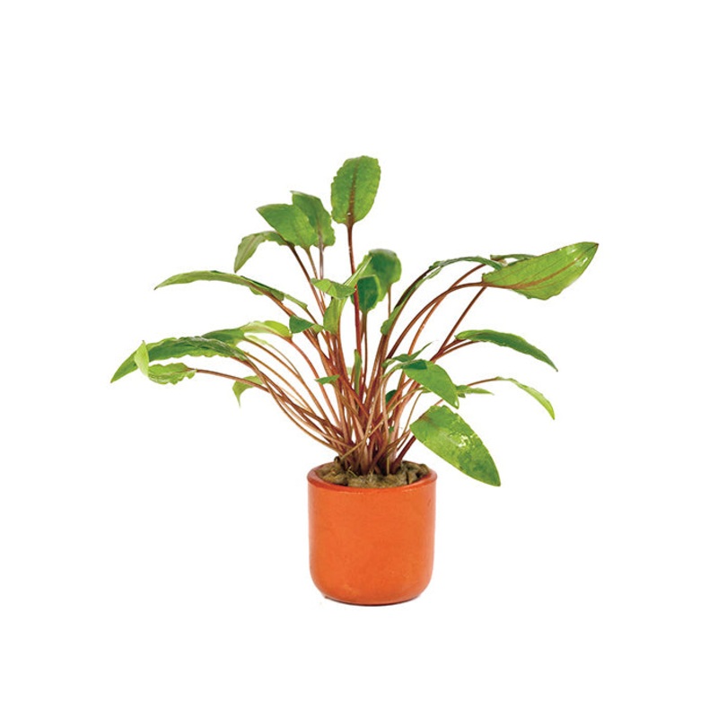 Cryptocoryne Wendtii Tall in Terracotta Pot