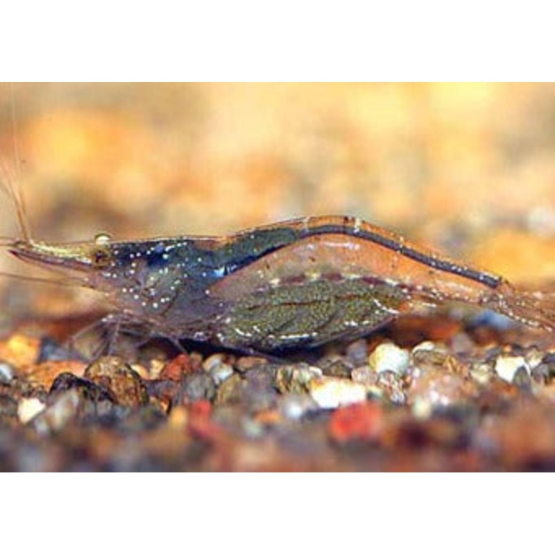 Darwin Algae Eating Shrimp
