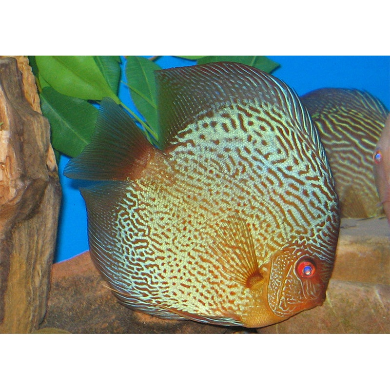 Discus Snakeskin
