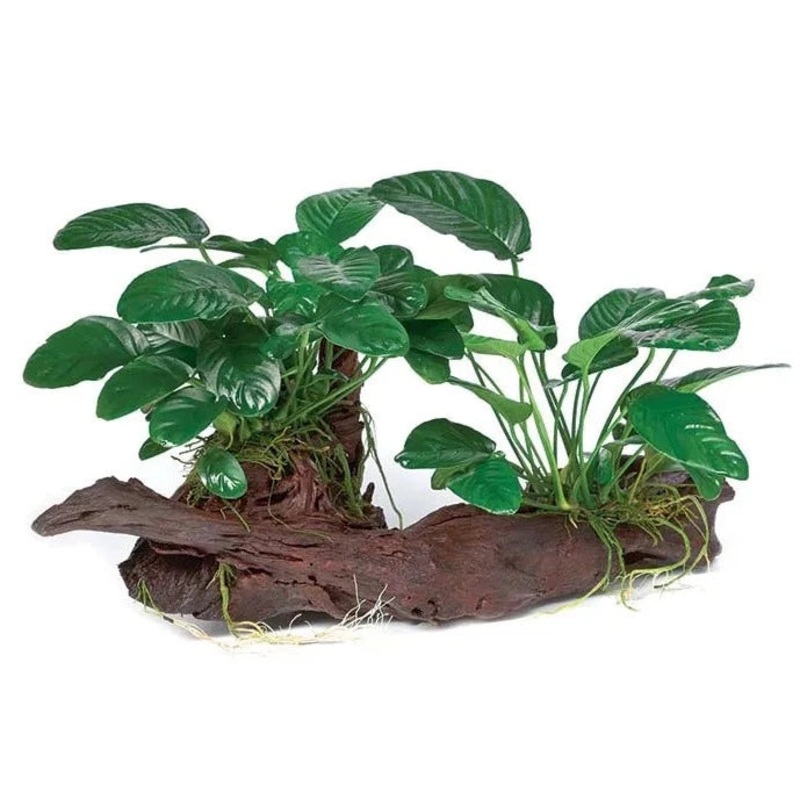 Double Assorted Anubias Driftwood Creation