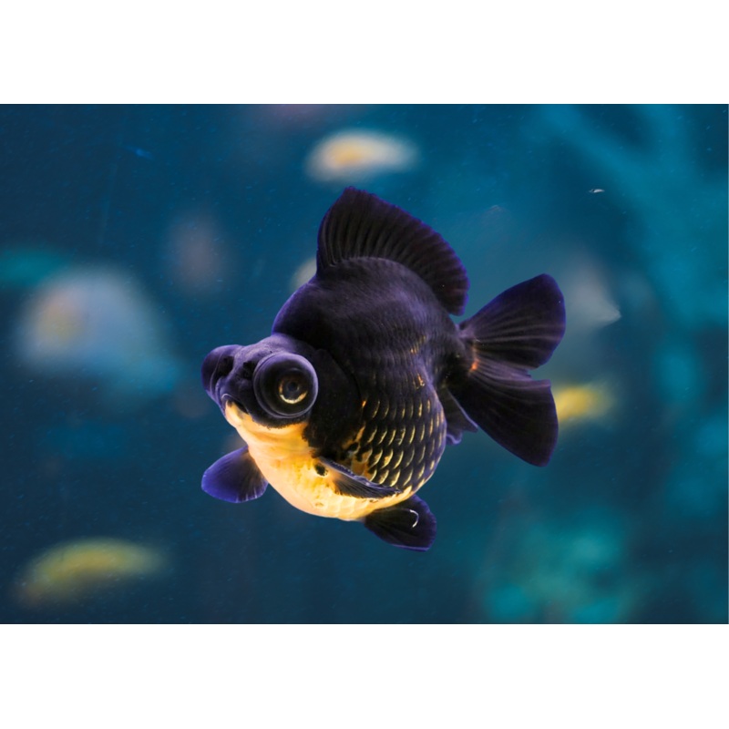 Dragon Eye Goldfish