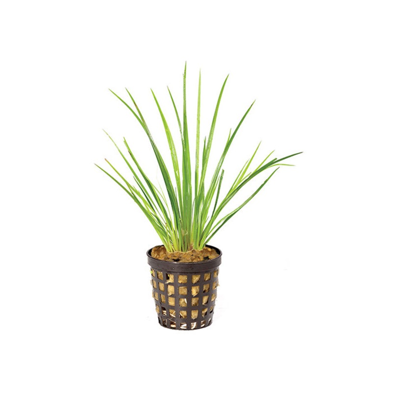 Dwarf Gold Rush in Mesh Pot