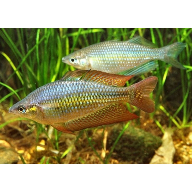 Eastern Rainbowfish - Wallaby Creek - M. s splendida