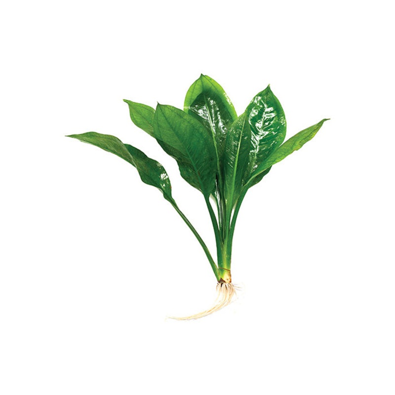 Echinodorus Compact Bleheri in Mesh Pot