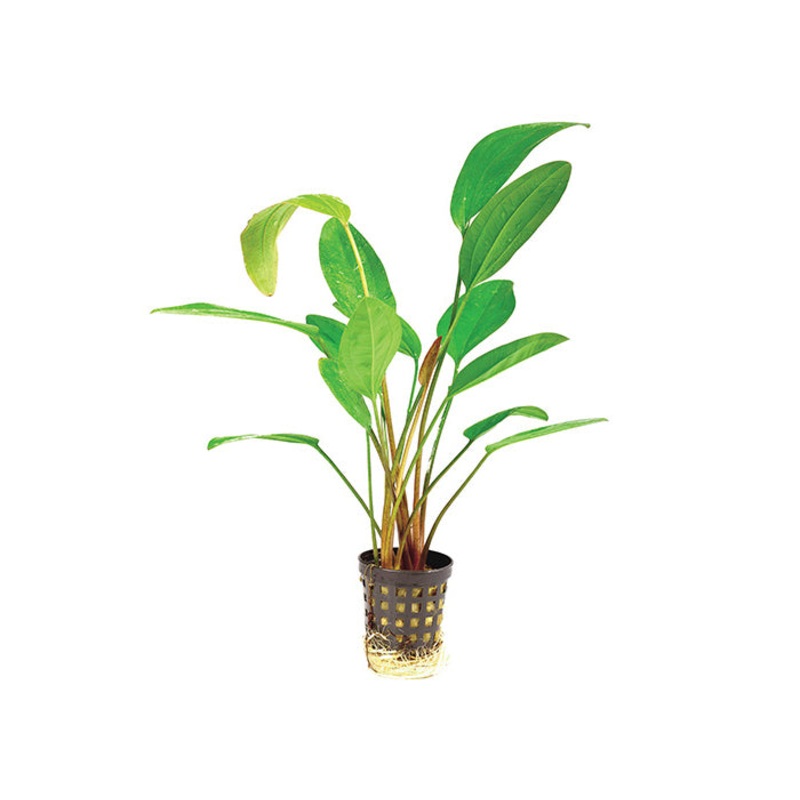 Echinodorus Fire Feather in Mesh Pot